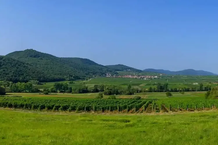 Hobbyhuren Neustadt Weinstrasse